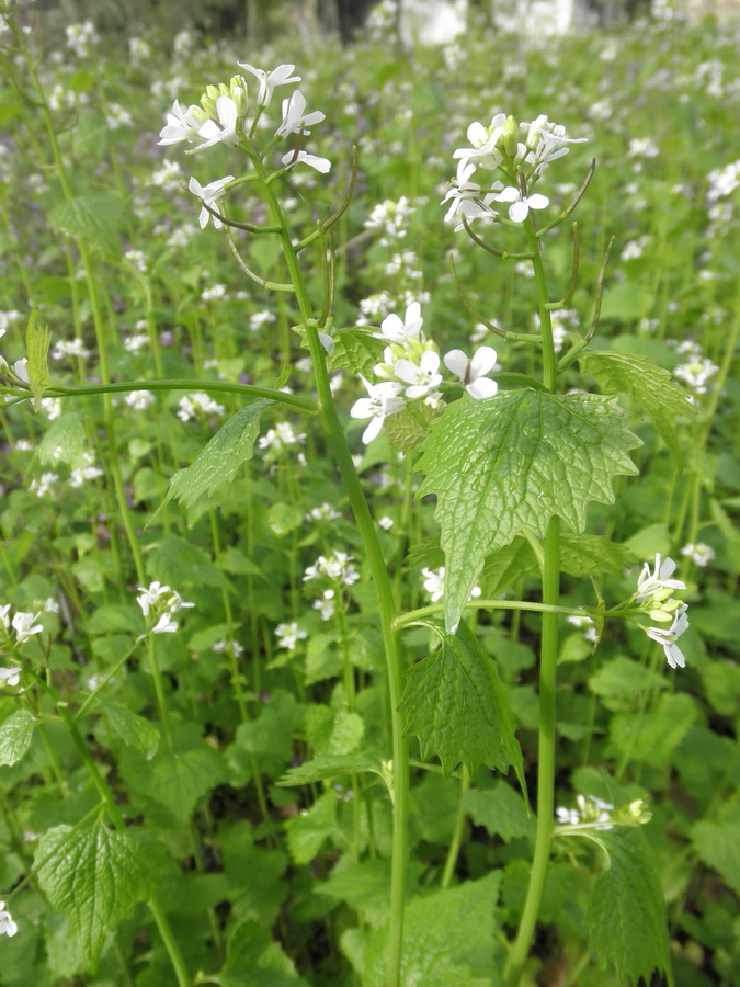 Alliaria petiolata